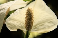 /album/kuranda/img-2840-800x533-jpg/